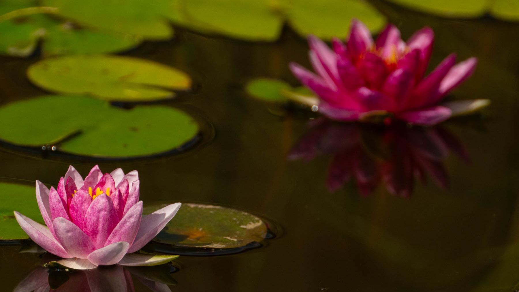 Pink water lilies in the pond
