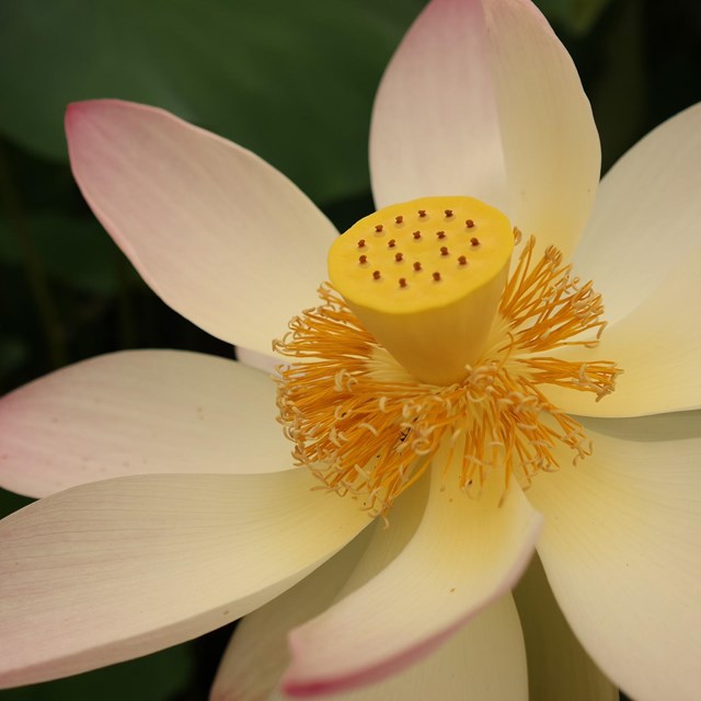 Lotus and Water Lily Festival Kenilworth Park & Aquatic Gardens (U.S