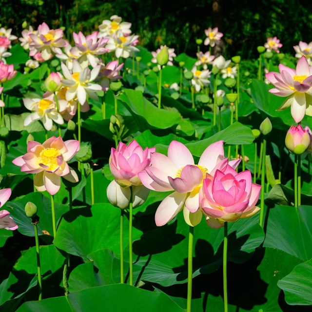 A pond full of lotus flowers