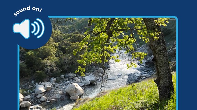 Photo of oak tree along a river. Sound on icon 