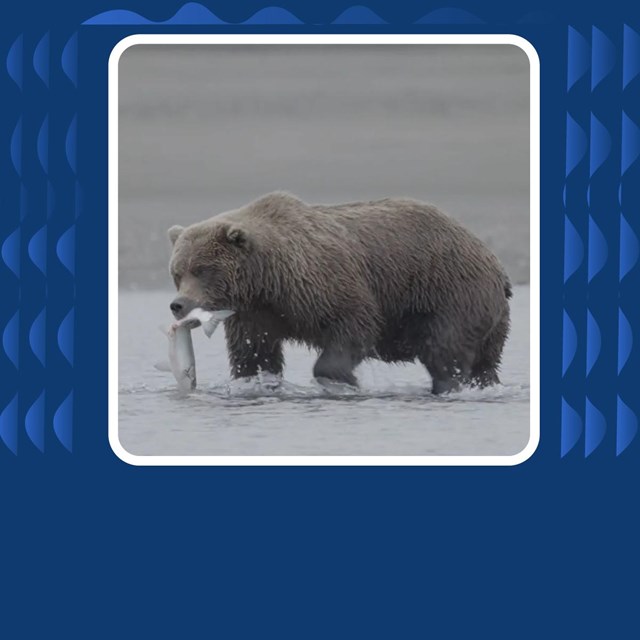 Brown bear with salmon in its mouth. 
