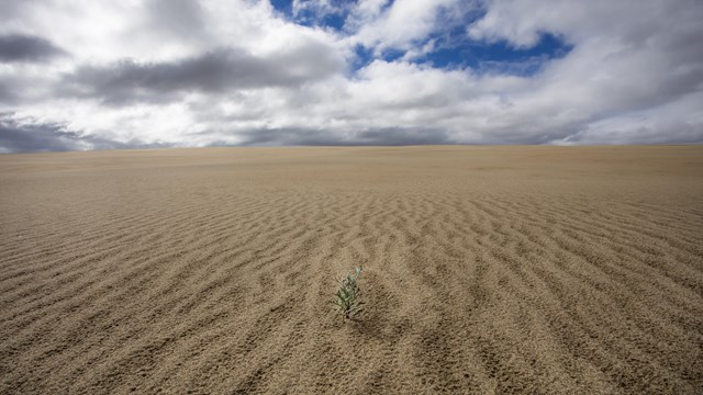 Kobuk Sand dunes at eye level on a sunny day