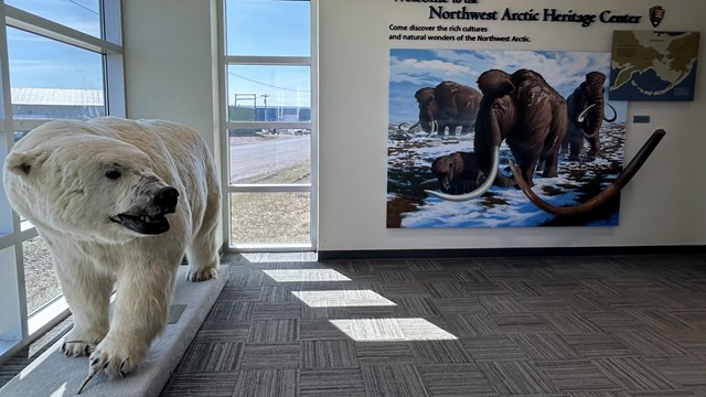 A taxidermy polar bear inside Kobuk Valley's visitor center