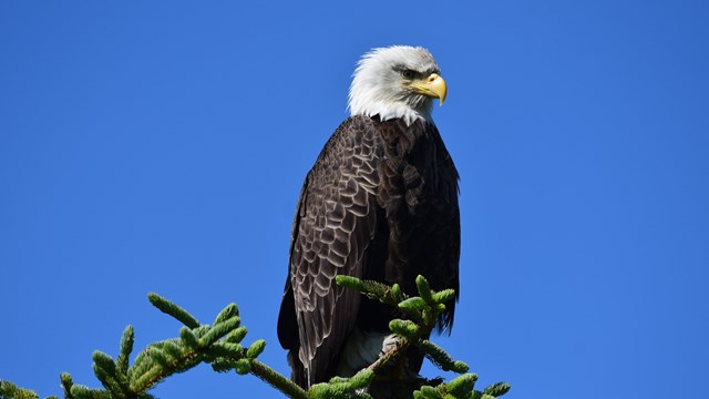 A bald eagle flies off from a tree top.