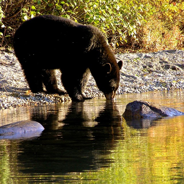 Black Bears - Lake Clark National Park & Preserve (U.S. National