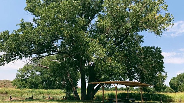 Campsites at Plum Creek campground on a sunny day with large green cottonwood trees.