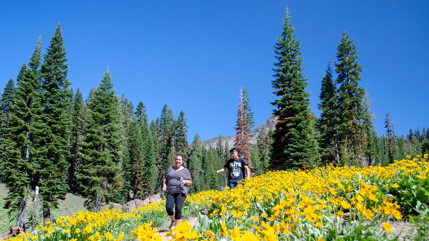 A woman and a young man hike downhill through thick yellow wildflowers