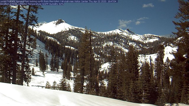 A color landscape of dark green conifers with snow on the ground and on top of background peaks