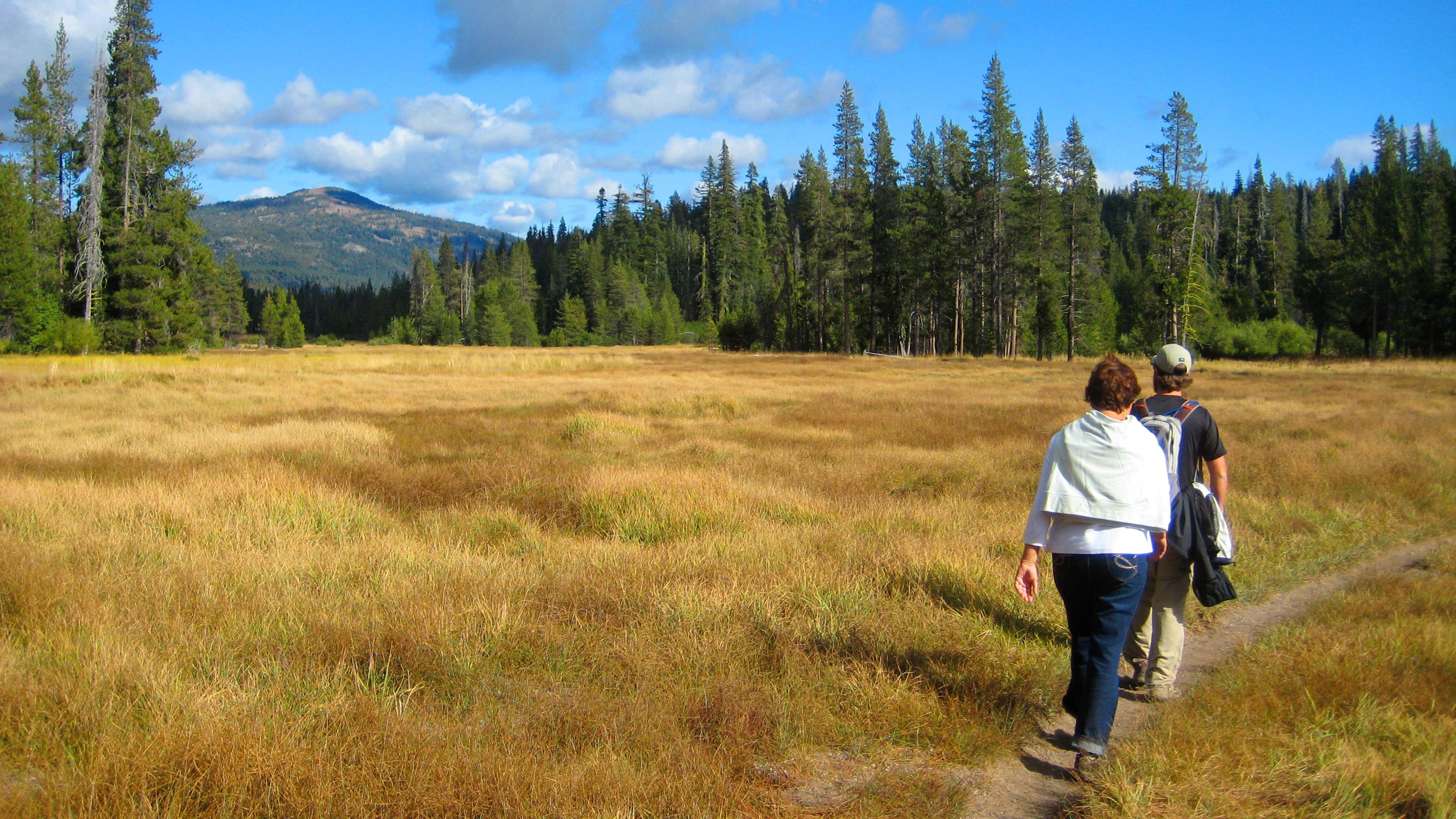 Hikers on walk through a golden field with pine trees and a mountain peak behind
