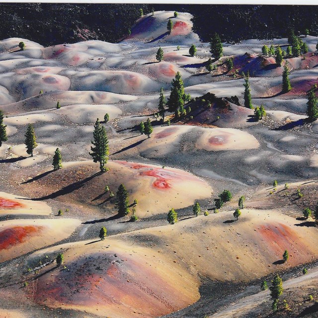 aerial view of multi-colored sand dunes dotted with lone pine trees