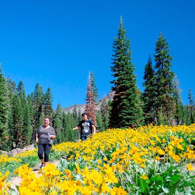 A woman and a young man hike downhill through thick yellow wildflowers