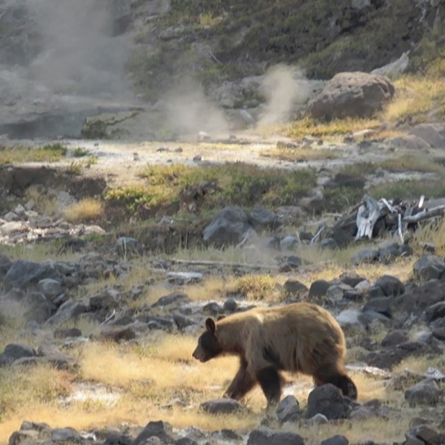 A light-brown black bear walks across an area of rock and yellow grass from which steam is rising