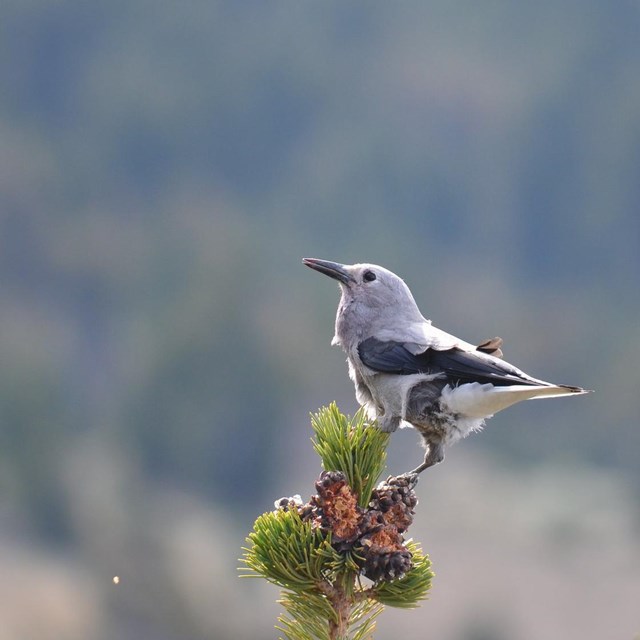 small gray and black bird perched on a pine tree