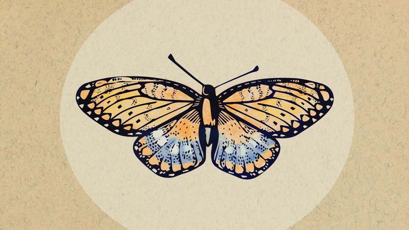 drawing of butterfly. Orange and blue wings.
