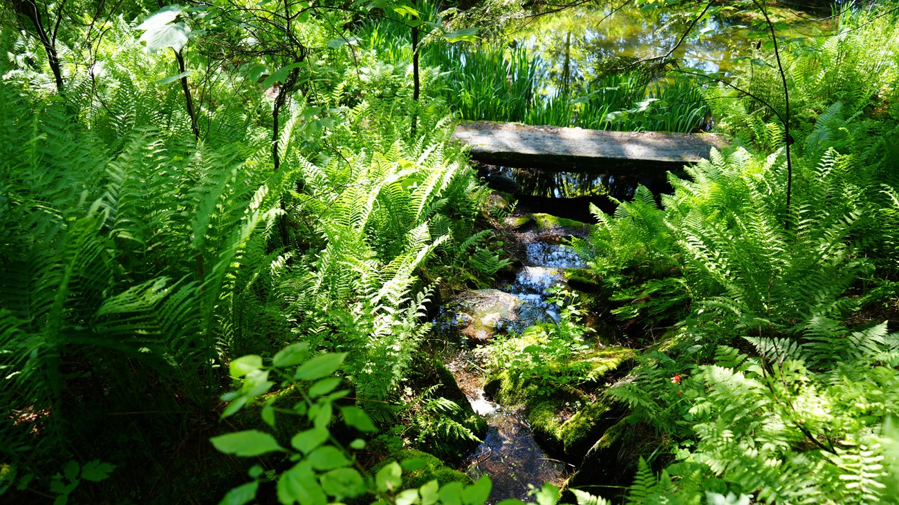 bridge over lily pad pond in fern garden