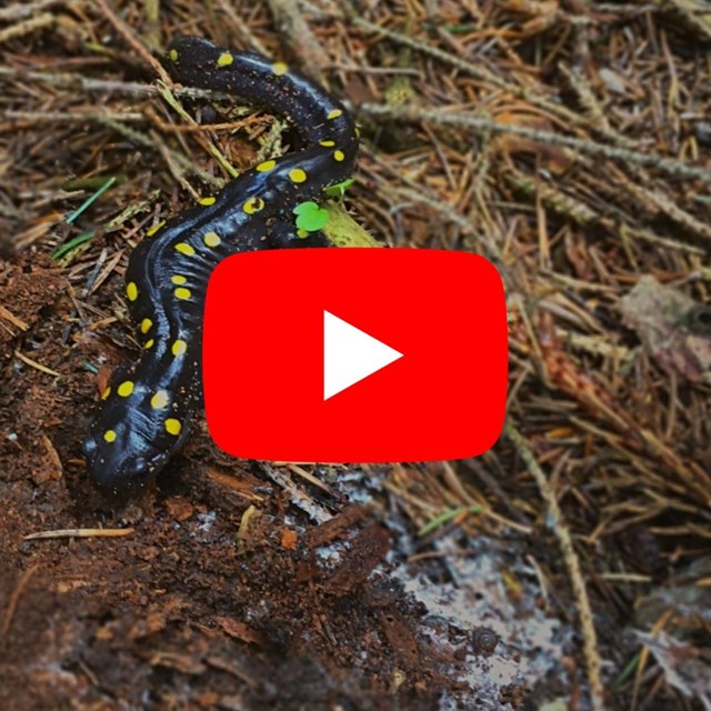 spotted salamander with youtube logo layered on top