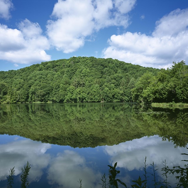 view of a pond with a tree-filled hill behind it and the hillside reflected in the water