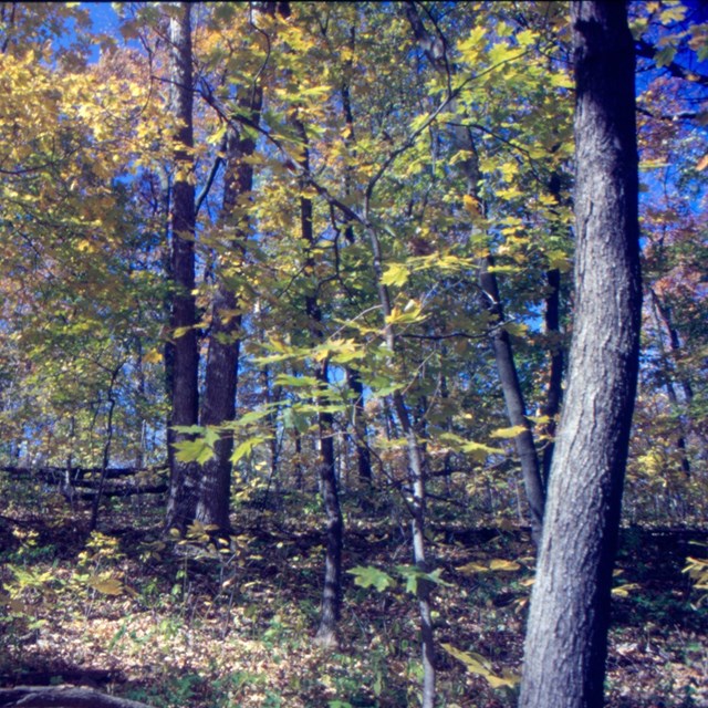 maple trees in a forest in fall