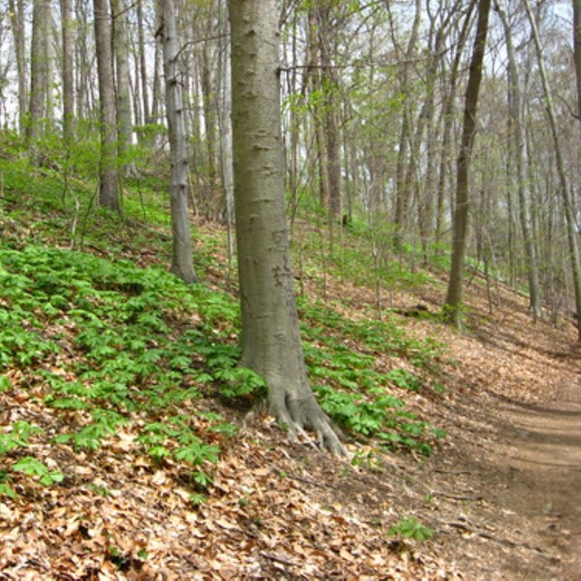 forest with full grown beech trees and saplings along trail