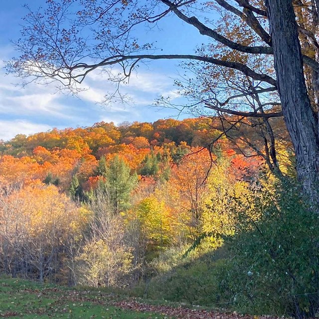 View of forest in the fall
