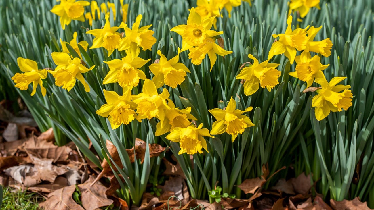 A bunch of bright yellow flowers on green stems grow out of a pile of dry, brown leaves.