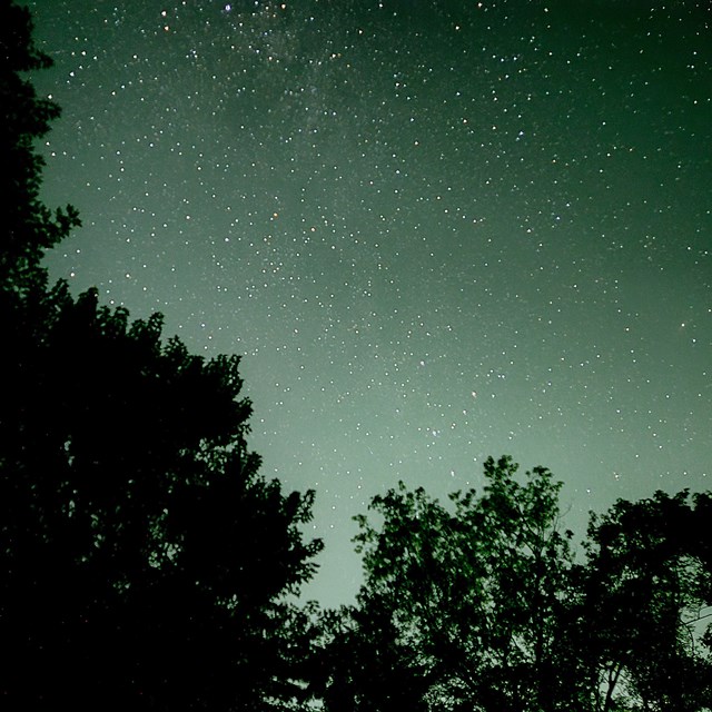 The silhouettes of trees with a sky full of stars in the background.