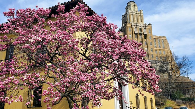 A tree with pink flower blooms in front of a yellow building and large brown building on a hill.
