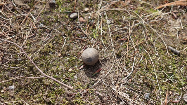 A round musket ball sits on a bed of moss and dirt