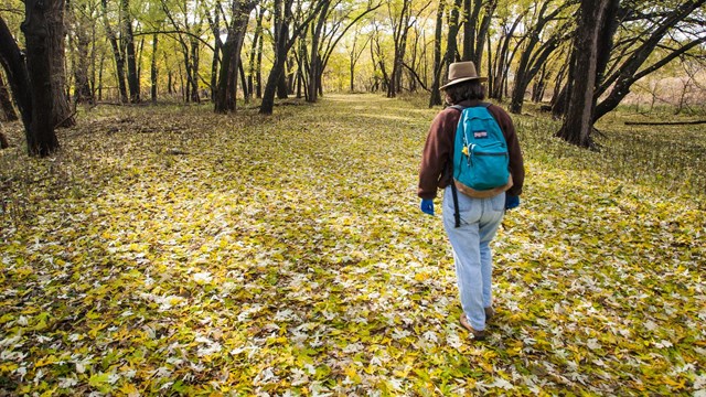 A woman walks a path through a forest of colorful leaves.