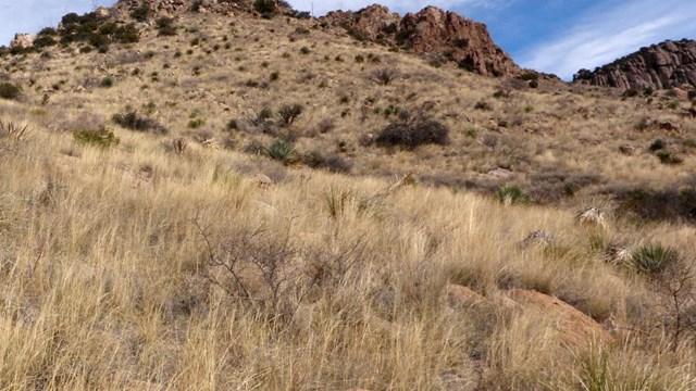 a rocky, desert hillside covered in grass