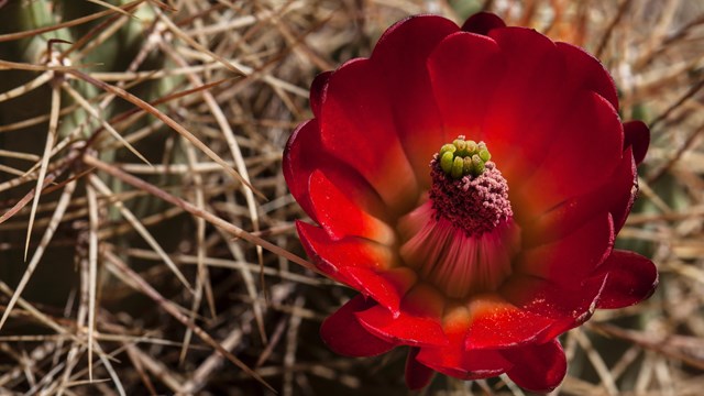 close up of a bright red cactus flower
