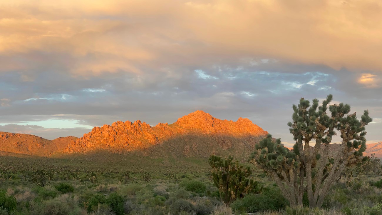 Copy of Bobcat - Mojave National Preserve (U.S. National Park Service)