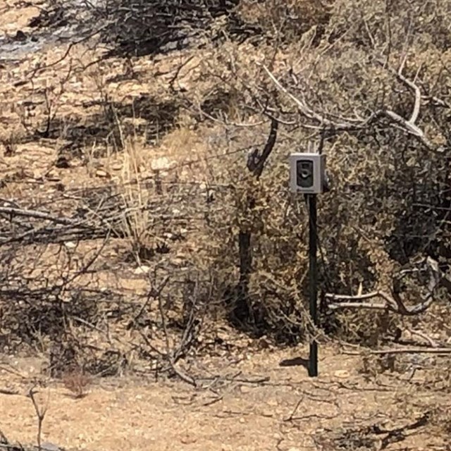 A game camera mounted on a post in a brushy area