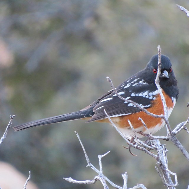 A spotted towhee sitting in a tree.