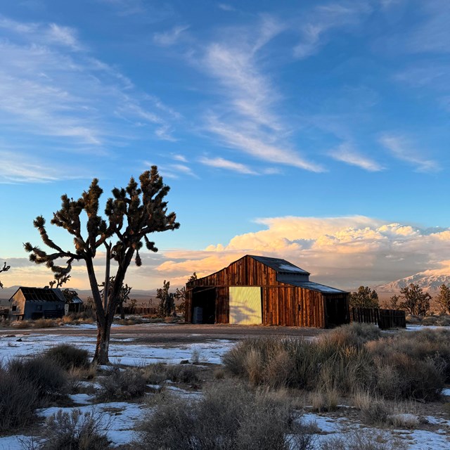 A barn and Joshua trees with snow on the ground.