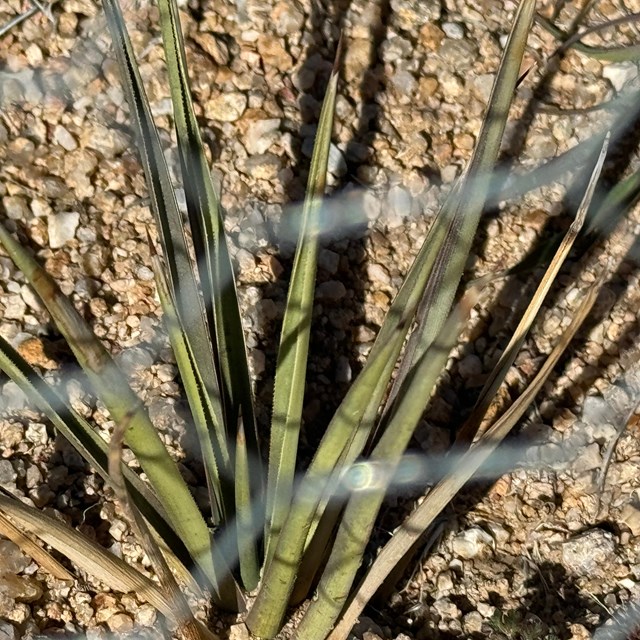 A sharp pointy Joshua tree seedling in a wire cage