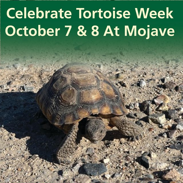 Celebrate Tortoise Week October 7 & 8 at Mojave