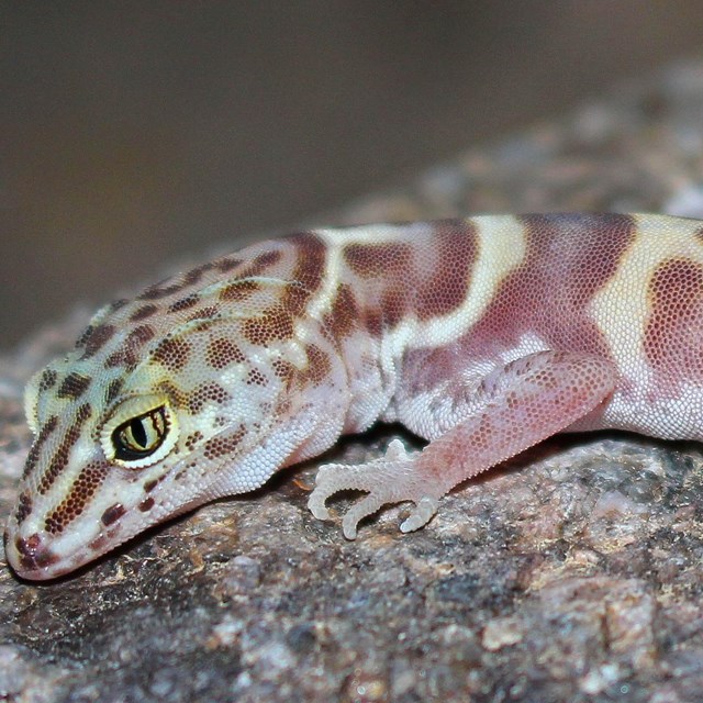 A Western Banded Gecko