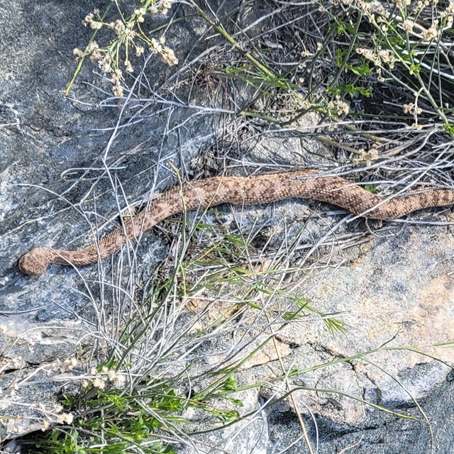 A speckled rattlesnake on a rock.