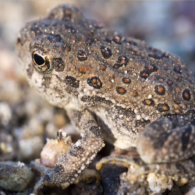 A red spotted toad