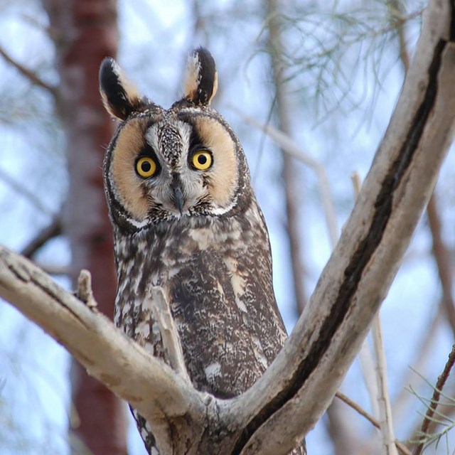 A long-eared owl in a tree