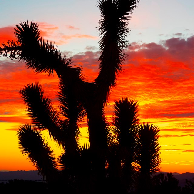 Sun setting in the Mojave Desert.