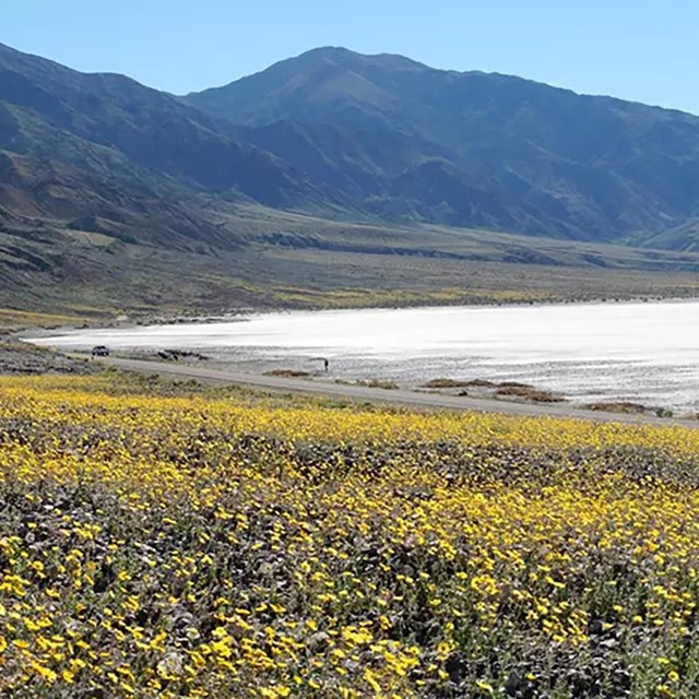 A salt flat with wildflowers at Death Valley