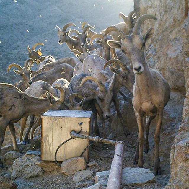 A group of big horn sheep congregate around a water box on a mountain side