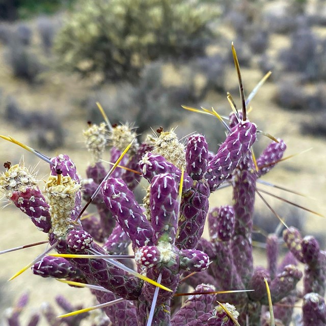 A purple cholla cactus with yellow thorns