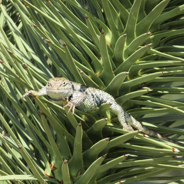 A yellow spiney back lizard in a tree