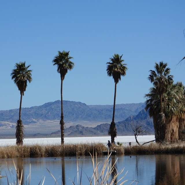 Palm trees with a pond and a dry lakebed and mountains in the background.