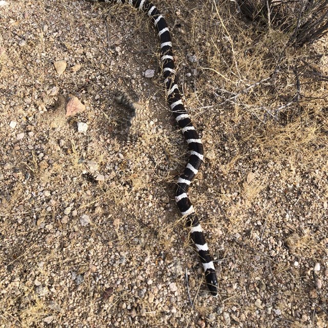 King snake in the desert