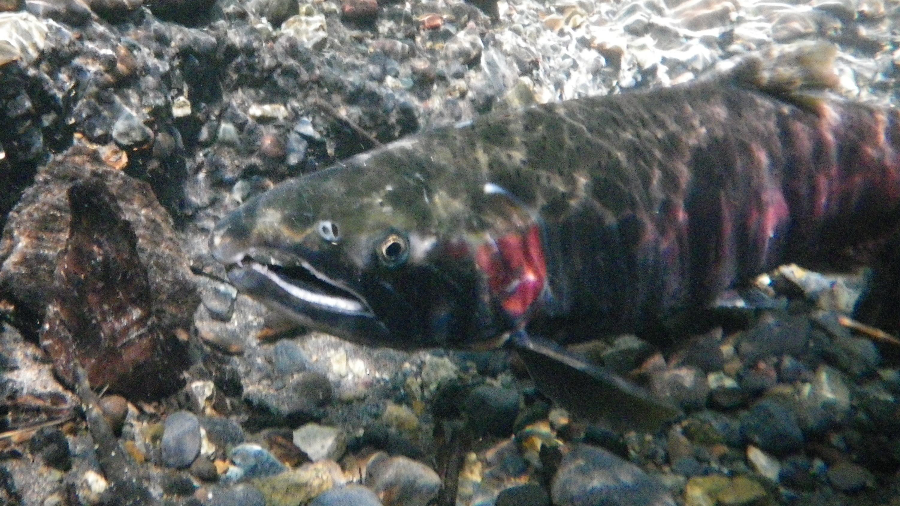 An underwater view of a large fish with a red stripe down its side. 
