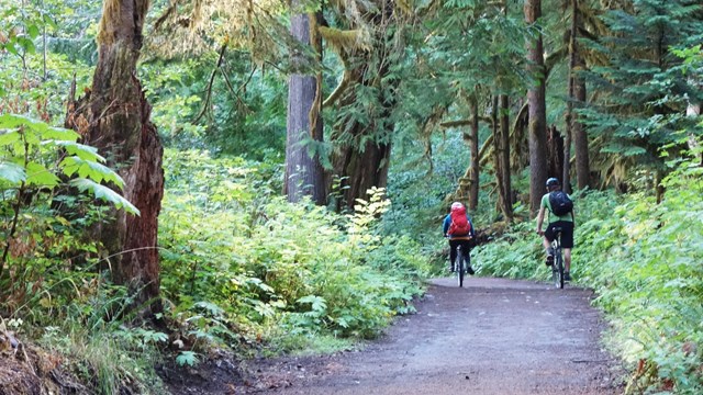 Two bicyclists on a dirt road in a dense forest. 